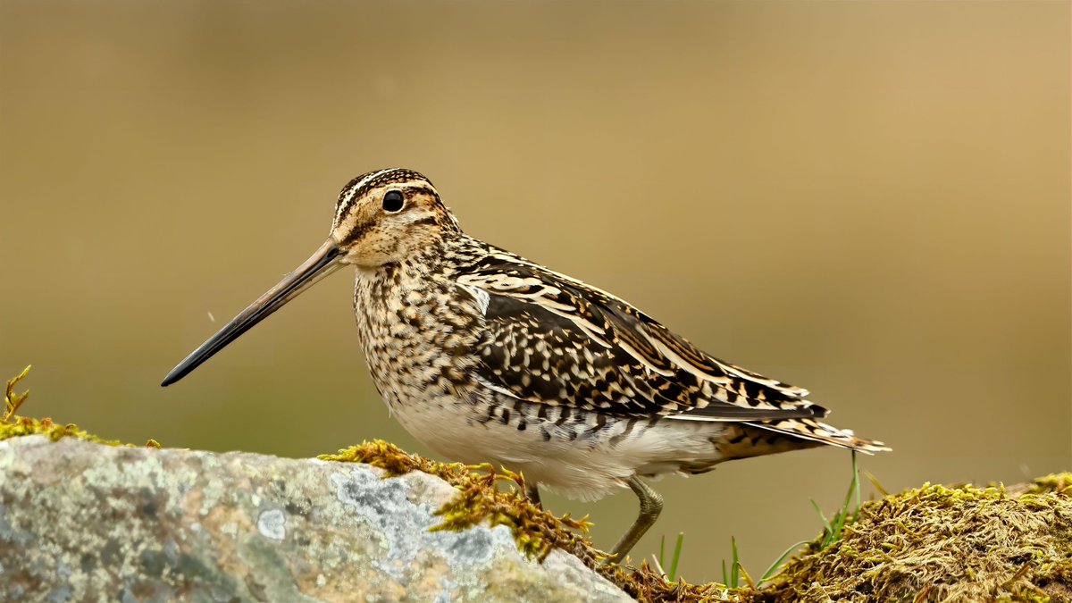 Common snipe up on the moor this afternoon @waderquest @NewNature_Mag @bbcwildlifemag