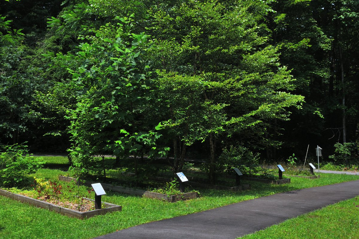 Day 2 at the Cradle of Forestry: Where Vanderbilt's vision met Schenck's sustainable forestry. From timberland to the Biltmore Estate, witness the rebirth of a forest. 🌲🏞️ #ForestRegeneration #SustainableForestry #BiltmoreEstate

carolinaodyssey.com/north-carolina…