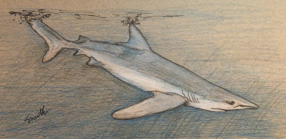 The Blue Shark (Prionace glauca) representing the #SundayFishSketch #EarthDay #fishytheme “imperiled by plastic.” According to research, they’re a marine species of high concern due to their threatened status, vulnerability to overfishing, and frequent plastic ingestion.