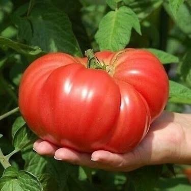 Önce düşündük, sonra inandık, ardından planladık, şimdi çalışıyoruz . Söz Kısır tohumlarını alıp defolup gidecekler. dostlarımla başaracağız sevgiyle iyilikle kazanacağız 🌹