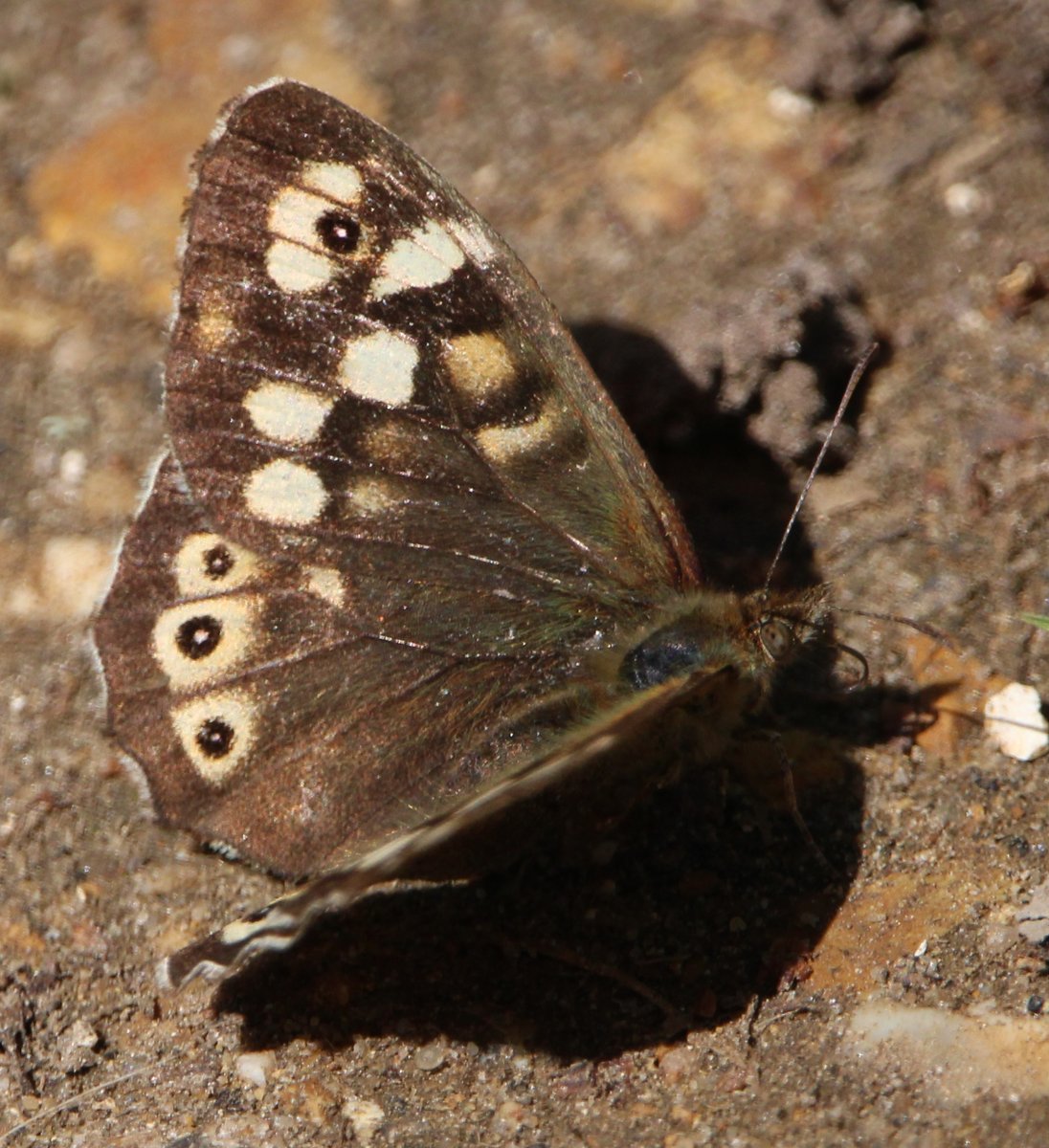 We had beaches (w. #VitaminSea), birds, beetles, and butterflies (our first speckled wood of the year) on our walk @LymKeyRanger today + bread (at our lagoon side soup lunch spot). Lovely day at an excellent destination.