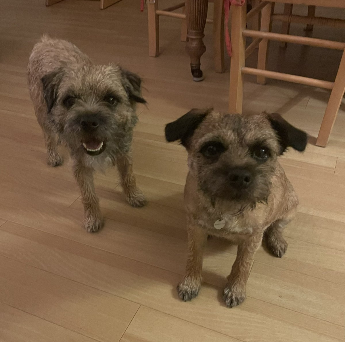 TarkapupBT's tweet photo. @OttaBoss @HaggisBT @EddieCtheBT @AndyWallaceTLaw @fleurrbie Happy Birfday woofers! @EddieCtheBT @OttaBoss @fleurrbie @HaggisBT 
This is me and my son , grandson to @OttaBoss and @fleurrbie and nephew to the rest of you https://t.co/GaU420eXey