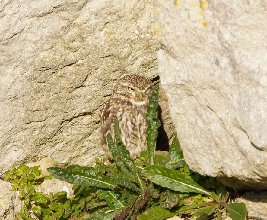 Little owl #Dorset #littleowl