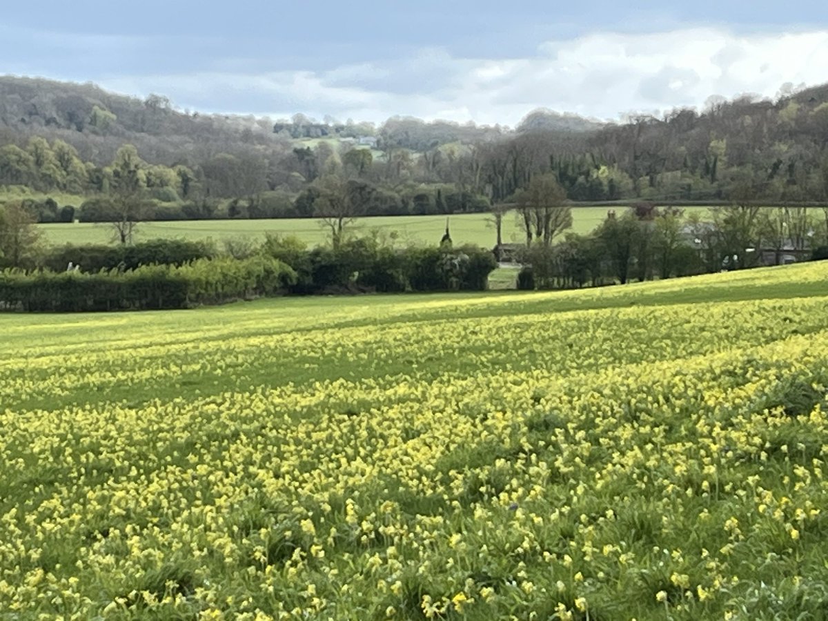 We went for a ramble today, Passed some horses and sheep on the way, 🐎🐑 Found a wonderful meadow, Filled with Cowslips, all yellow, A beloved wild-flower of UK #LimerickSunday #poetrytwitter #ukwildlife #woodlandtrust #cudham