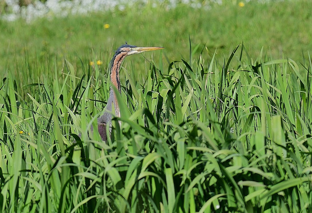 Pleased to catch up with this Purple Heron at Rosehill on St. Mary's, Scilly today. Given me a bit of a run around past few days with just fleeing views. @CBWPS1 @Kernowringer @camelbirder @BobBosisto @JasminaGoodair & @IOSTravel @BTO_Cornwall