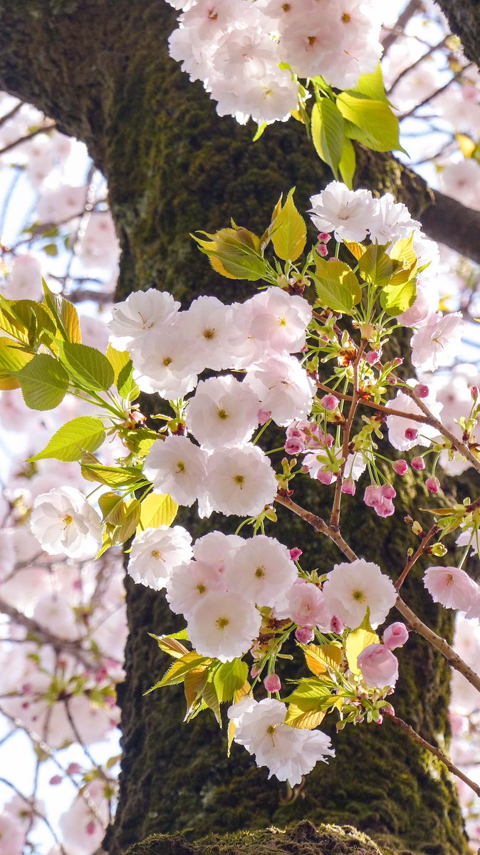 おはようございます。 4月22日（月曜日） 桜🌸の季節、進学や就職で新生活が始まる季節、#優利香 さんの『#Phostep』と言う曲にはそんな季節に相応しいフレーズがあります。 大きく羽ばたいてやるぞ！と決意！ 宣誓私達は正々堂々 全身全霊今日から光る事を誓います photo : 4/14、新宿御苑