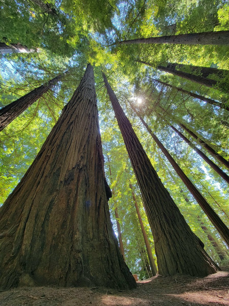 touching heaven... 🕊️
another bit of the majestic northcoast california redwoods