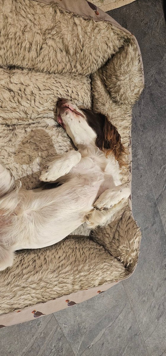 And it's goodnight from him! 
#springerspaniel