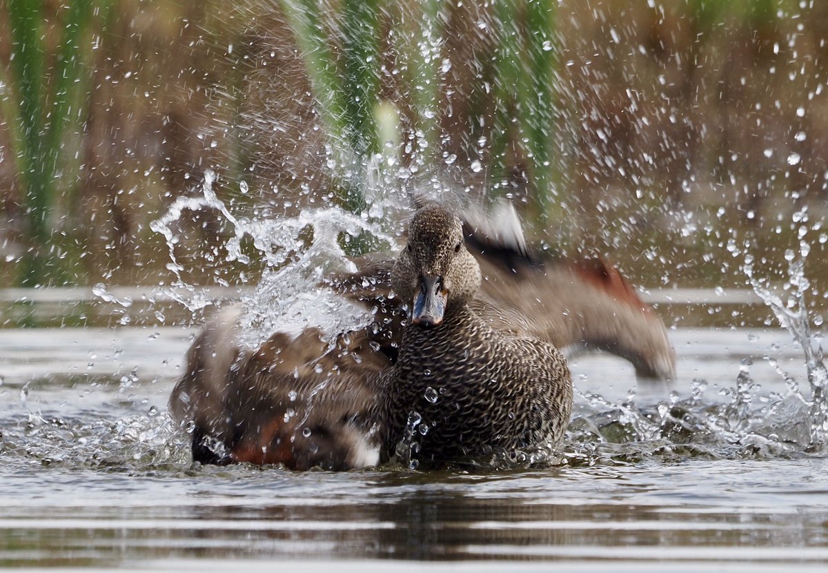 Gadwall enjoying a good splash @WWTLlanelli