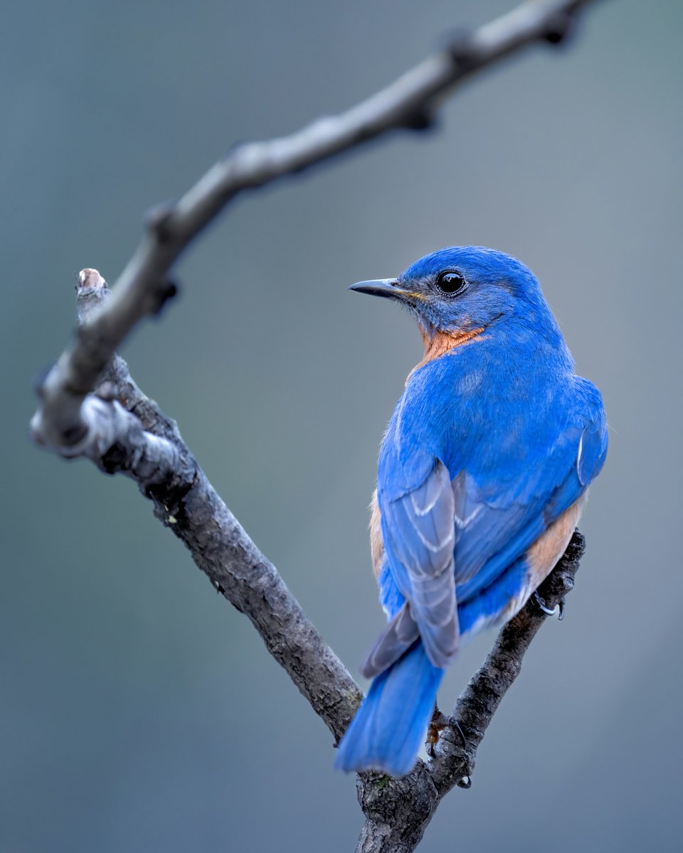 Bluebird on a branch. Looking for a sign of spring? Look no further than this beautiful Eastern Bluebird! #birds #naturephotography
