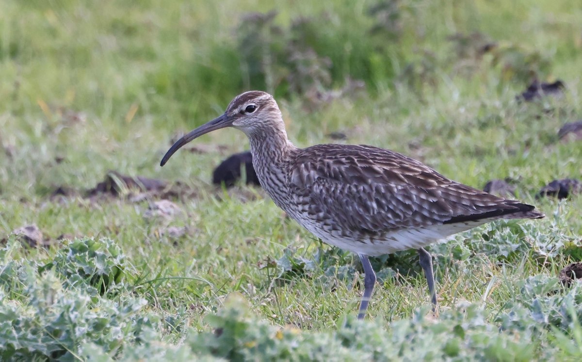 One of 16 Whimbrel at RSPB Dungeness. @sehertsrspb @RSPBDungeness @Natures_Voice @benandrewphotos
