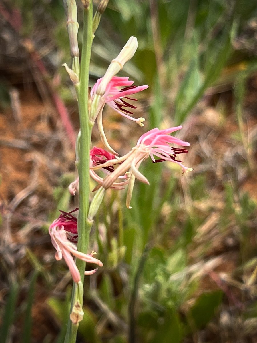 Beeblossom is in abundant bloom here in West Texas. 

#FlowerReport