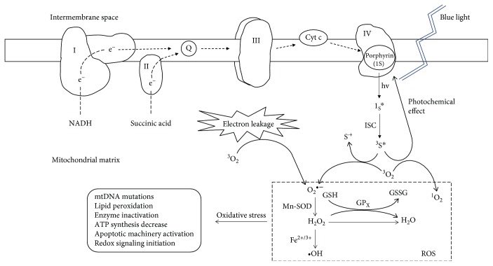 The electron transport chain in the mitochondria of humans, and mammals as a whole, reverses the process of photosynthesis in chloroplasts. Electrons, hydrogen (H+), and oxygen (O2) make ATP and water (H2O), extremely simply put. Blue light (and nnEMF, both as some of the