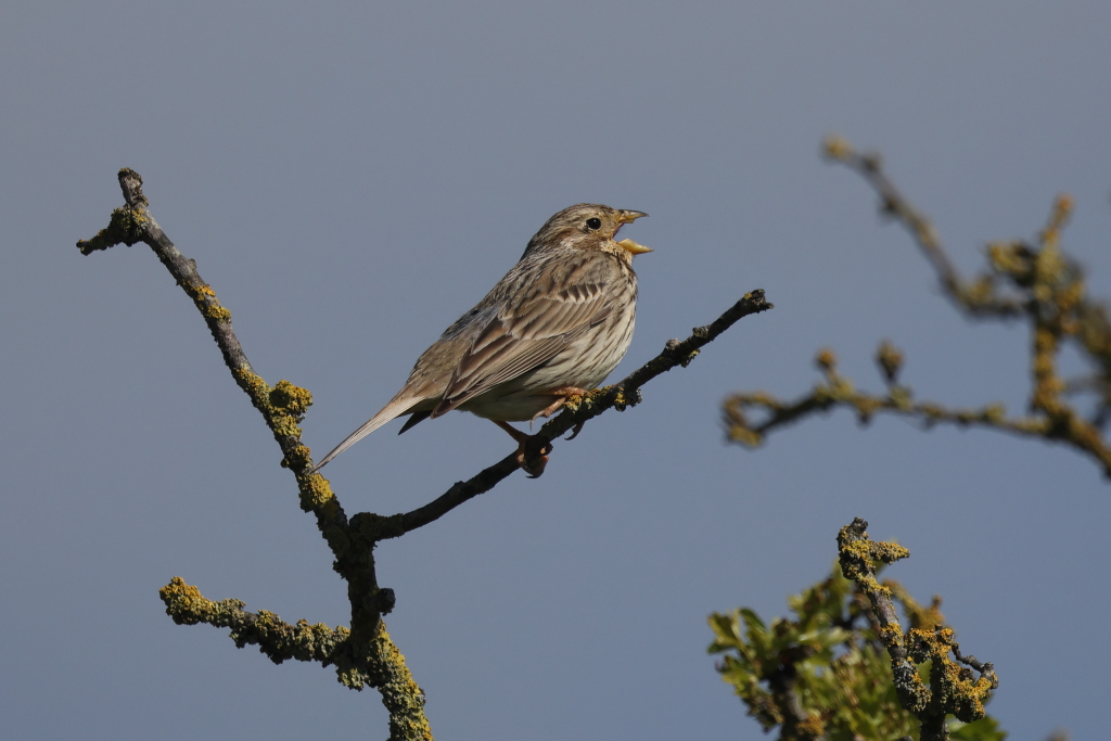 A singing Corn Bunting seen near Stonehenge this morning. Seemed to be a morning when all the birds were making some sort of noise, including Stone Curlews, Chiffchaff, Skylarks, Pipits, Blackcaps and mores.