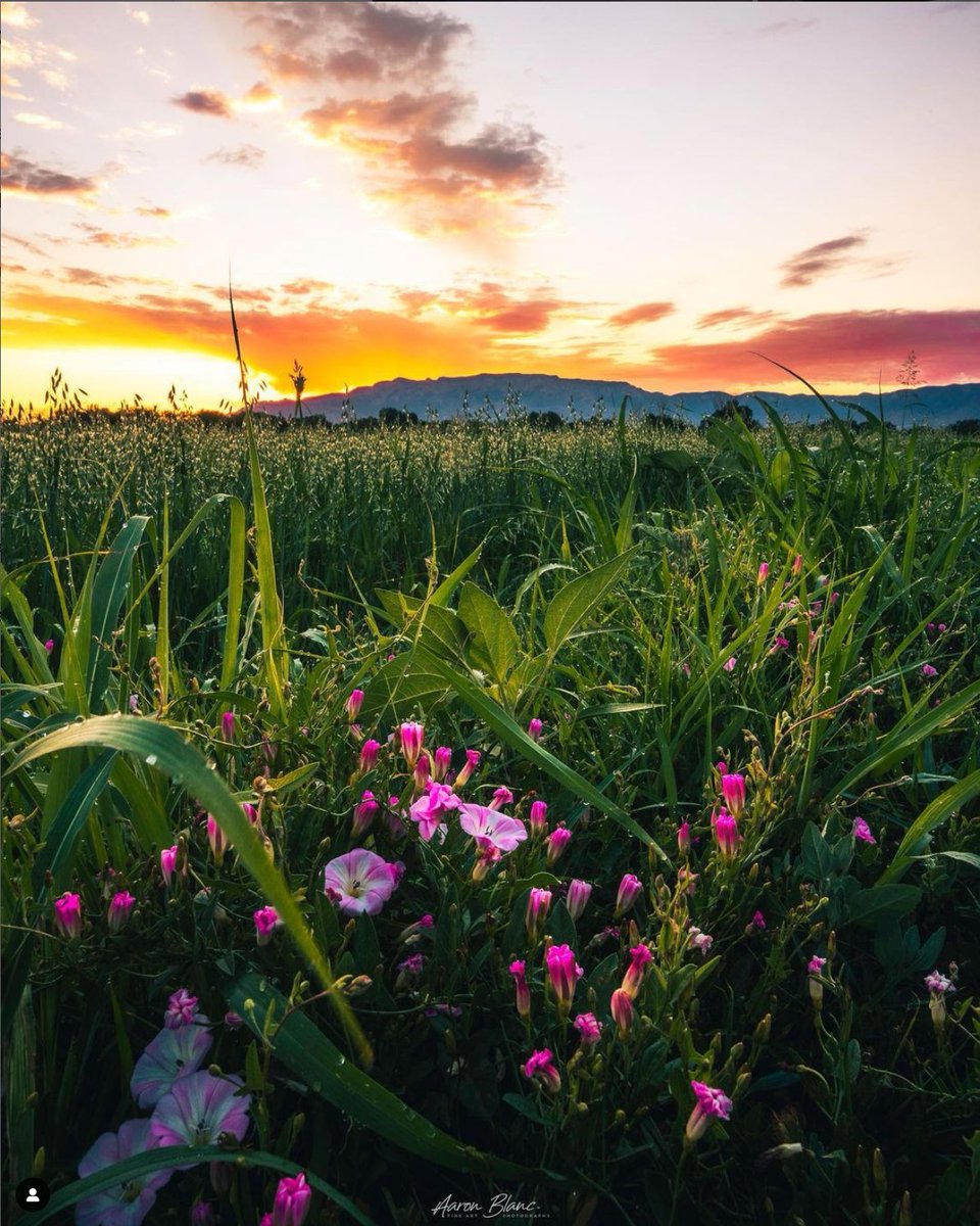 Photographer 📸 Aaron Blanc Photos, aka @aaronblancphotos on Instagram - 'I’m ready for wildflower season! 🆎' #NewMexico #wildflowers #roadtrip #daytrip #nature #OptOutside #foliage #flowerpower #featured