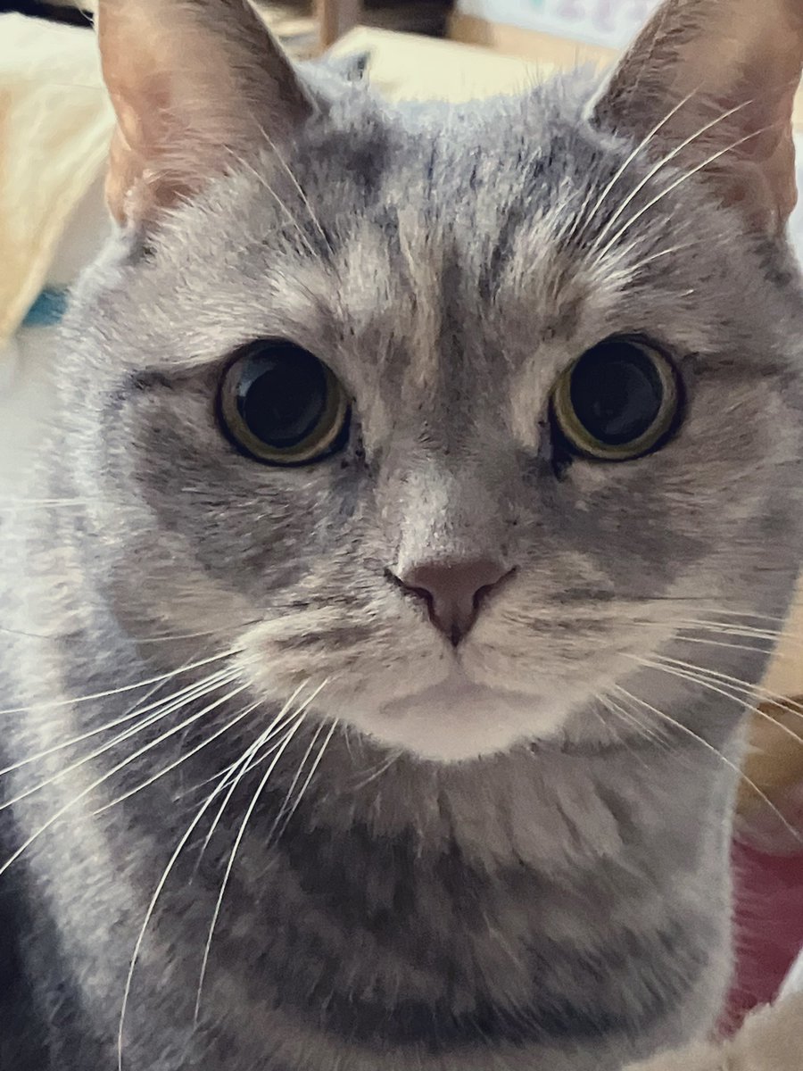🍀おはようございます😊

今週もよろしくニャン😽🐾

❤️‍🔥元気に楽しんで🫶🏻🌸
頑張っていきましょうニャ😻❣️

#スコティッシュフォールド 
#猫好きさんと繋がりたい 
#猫のいる暮らし  #おはようございます