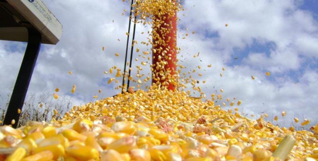 Cotação do milho em alta: câmbio puxa preços no Brasil canalrural.com.br/agricultura/mi…