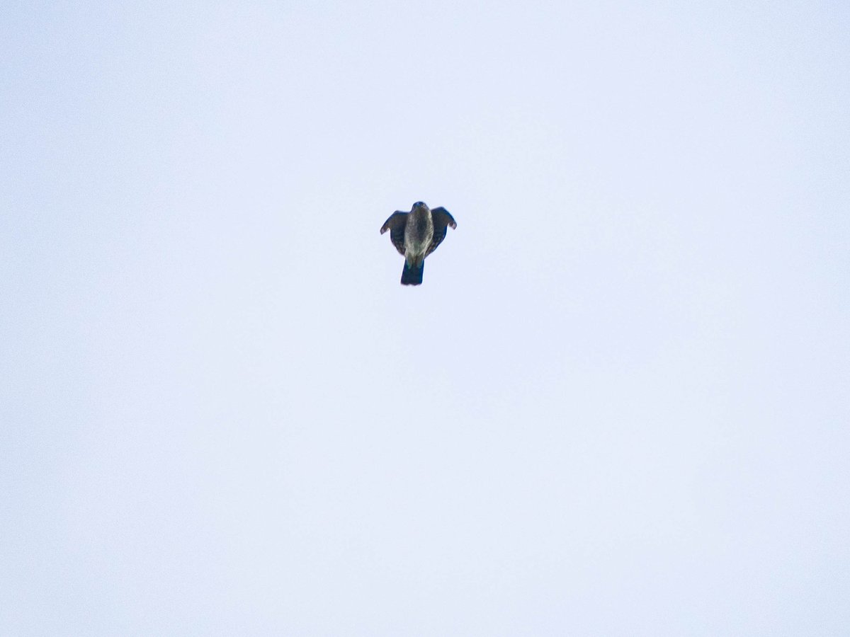 High, high (these are ff=1000mm and cropped to *&!^) over the cottage this afternoon a Sparrowhawk circles. Lunch is spotted and stoop mode engaged. Unfortunately he went over the cottage so I didn't get to see the strike, probably something the other side of the woods behind.