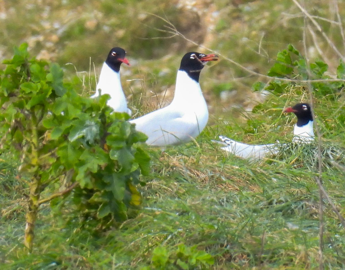 3 Med Gulls at Rye Harbour Nature Reserve this morning #birds #BirdsOfTwitter #BirdsSeenIn2024 #BirdTwitter #TwitterNatureCommunity