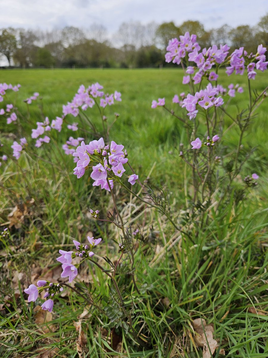 cathfenn's tweet photo. The swallows are back π€©
Too mesmerised watching them dart around the sky to take photos, so instead, here are some of the wildflowers and a bumblebee. It's easier to capture these!
#swallows #wildflowers #SpringWatch #bees #OutsideIsFree #ThisIsCoventry https://t.co/xrrSbNF8QL