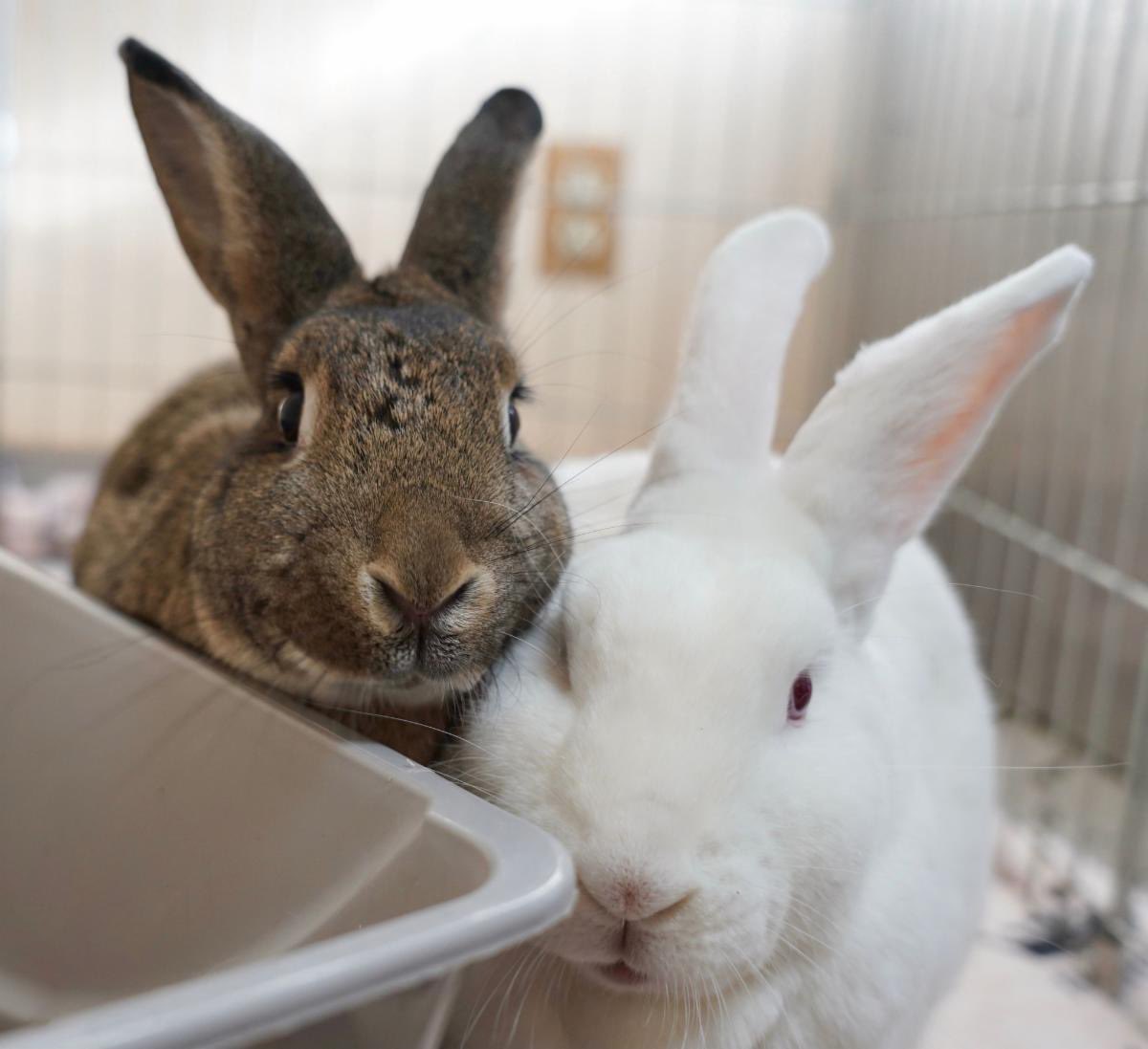 There are few things sweeter than a bonded pair of rabbits. 💘 Are you looking for a friend for your rabbit? San Francisco Bay Area residents can schedule an appointment for speed dating at HRS HQ in Richmond, California. 

See our adoptable rabbits at center.houserabbit.org