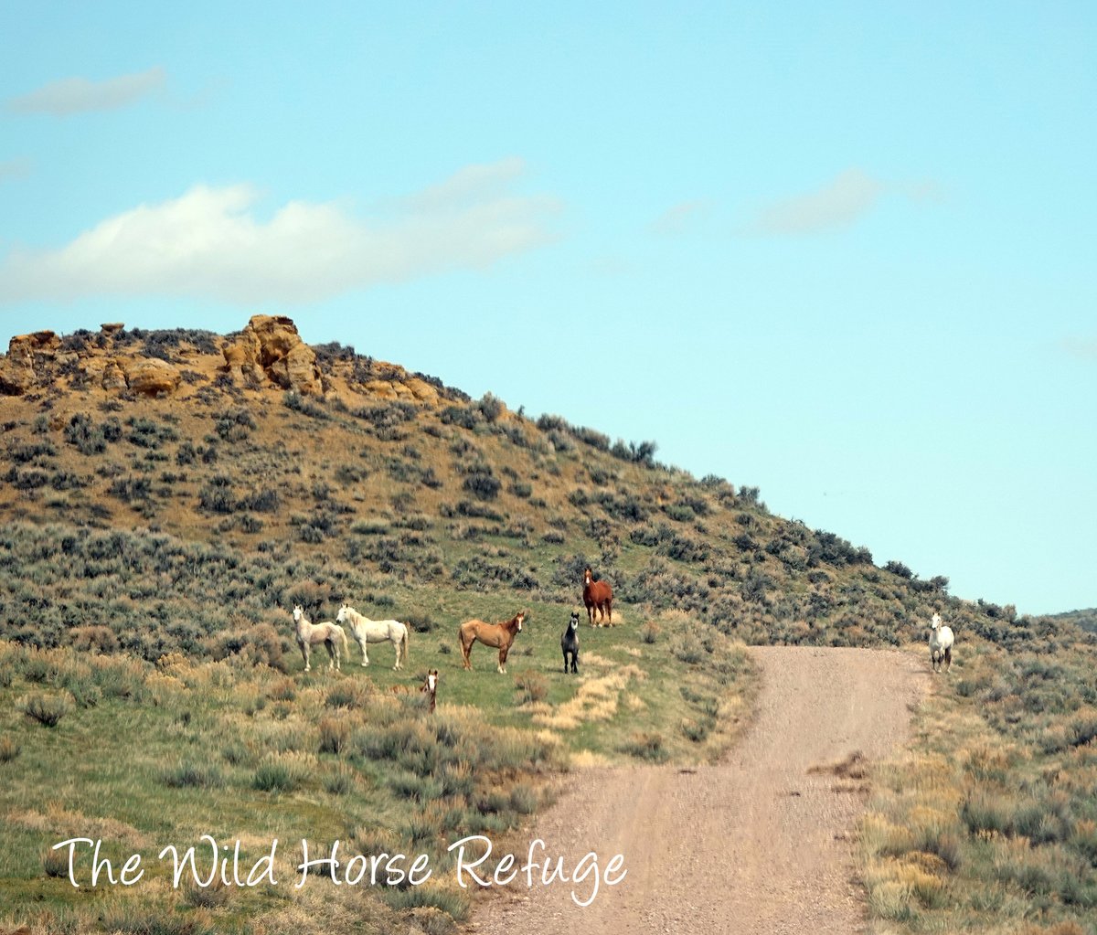 Picture Of The Day! Location: The Wild Horse Refuge, Craig, CO. Happy Sunday from our wild ones at The Wild Horse Refuge in Craig, Colorado. Thank you for loving and supporting our mission. wildhorserefuge.org #thewildhorserefuge #WildHorseRefuge #horserefuge