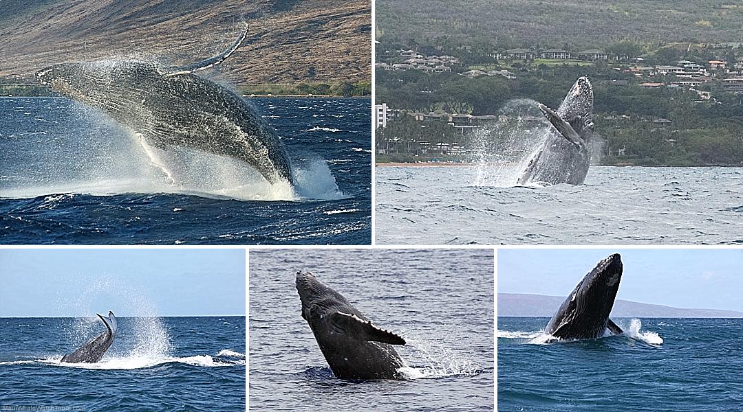 All About Maui Whales
mauiwhalewatchtours.com/all-about-maui…

Every year, our #Maui #humpbackwhales offer a unique opportunity to get up close and personal with these enormous animals in their natural environment.
