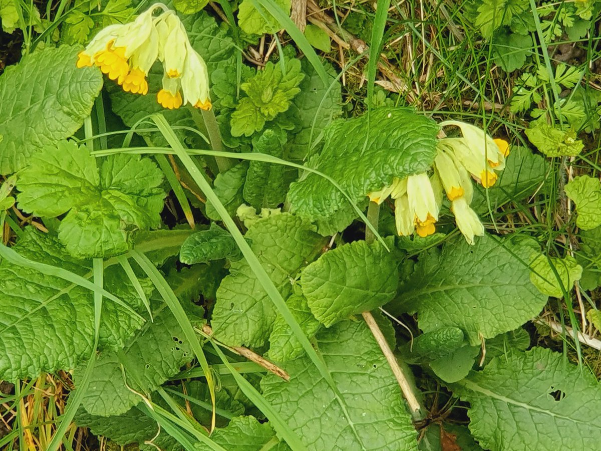 SheilaG17662835's tweet image. #wildflowerhour #CowSlipchallenge @wildflower_hour @BSBIbotany @cumbriawildlife @ShowcaseCumbria .Found 1 to3 in a secret walk in a lane near my home in North #Cumbria. 4 is a surprise near mums grave she would have loved it