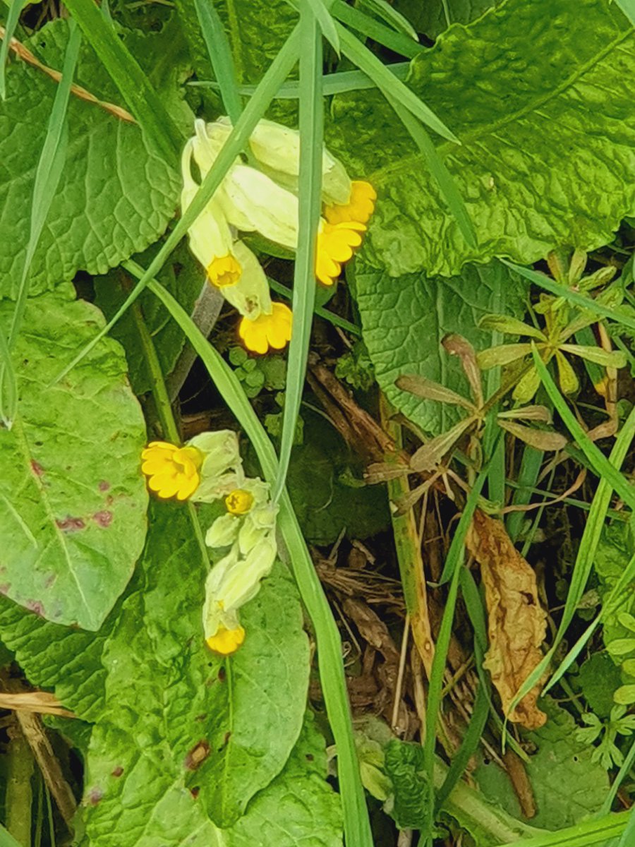 SheilaG17662835's tweet image. #wildflowerhour #CowSlipchallenge @wildflower_hour @BSBIbotany @cumbriawildlife @ShowcaseCumbria .Found 1 to3 in a secret walk in a lane near my home in North #Cumbria. 4 is a surprise near mums grave she would have loved it
