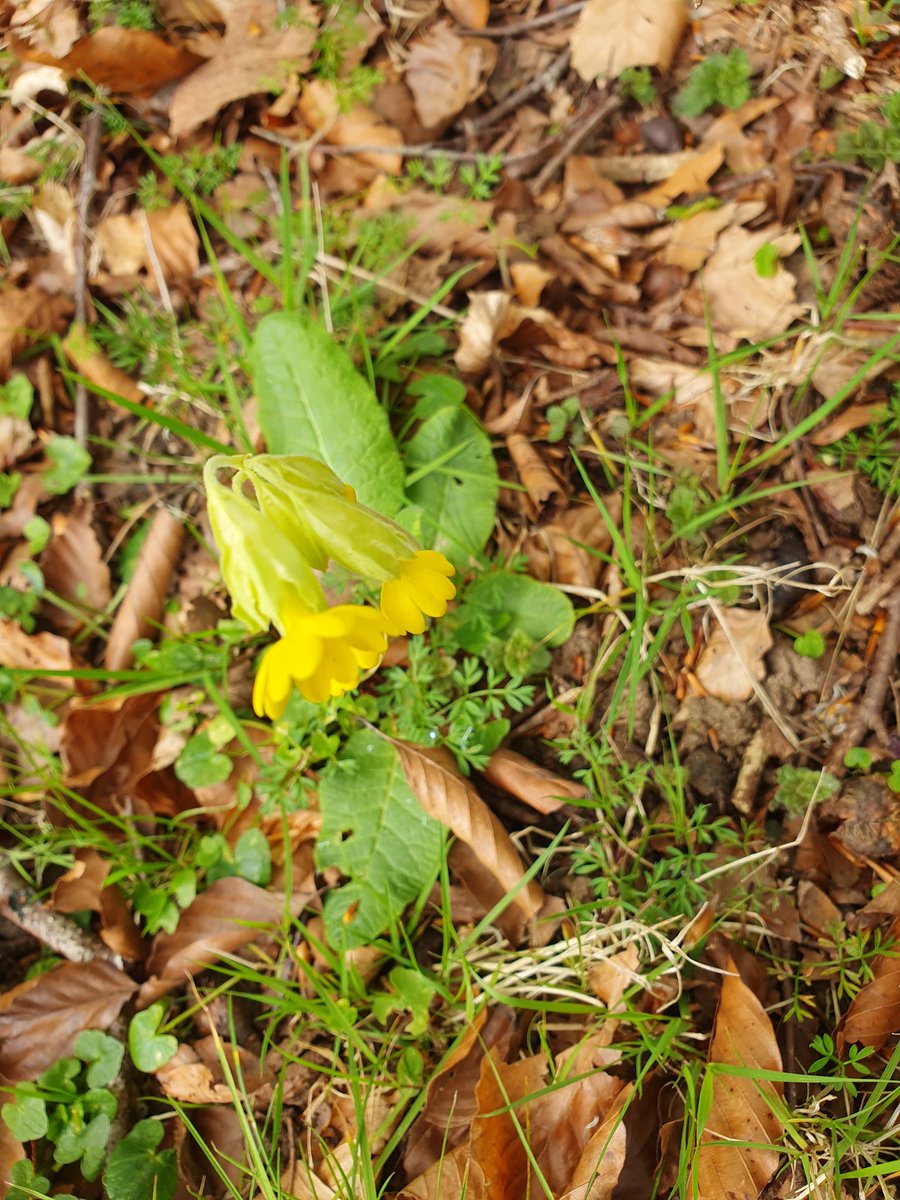 SheilaG17662835's tweet image. #wildflowerhour #CowSlipchallenge @wildflower_hour @BSBIbotany @cumbriawildlife @ShowcaseCumbria .Found 1 to3 in a secret walk in a lane near my home in North #Cumbria. 4 is a surprise near mums grave she would have loved it