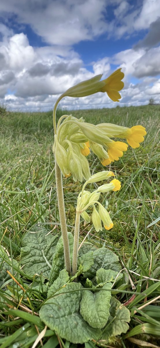 SimonOntheverge's tweet image. Late for #wildflowerhour as I fell asleep on the sofa after a good walk over the Cotswold commons today 🤷 #Cowslipchallenge from Rodborough Common.. what’s not to like?