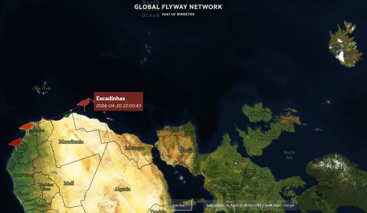 Straight to Iceland, ESCADINHAS? For this #whimbrel, it would be a first. In spring 2022 it aborted northward migration across Atlantic Ocean north of Canaries. In 2023 it remained in Norway for the summer. Individual #shorebirds revealing their secrets: globalflywaynetwork.org/tracks/species…
