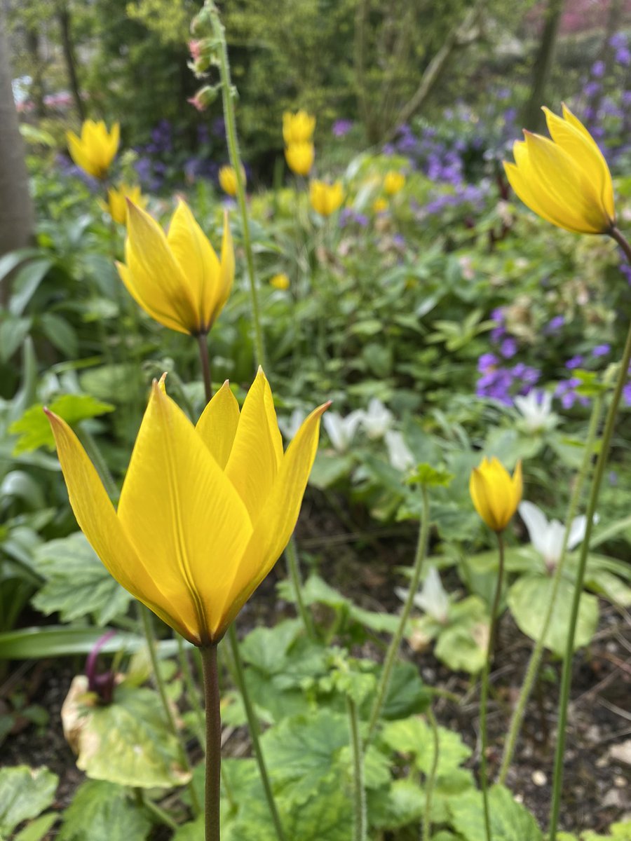 Tulipa sylvestris (I call it the Medusa tulip because of the way the emerging flowers contort) is putting on a lovely show in the woodland borders. Soundly perennial too. #fairviewyearround