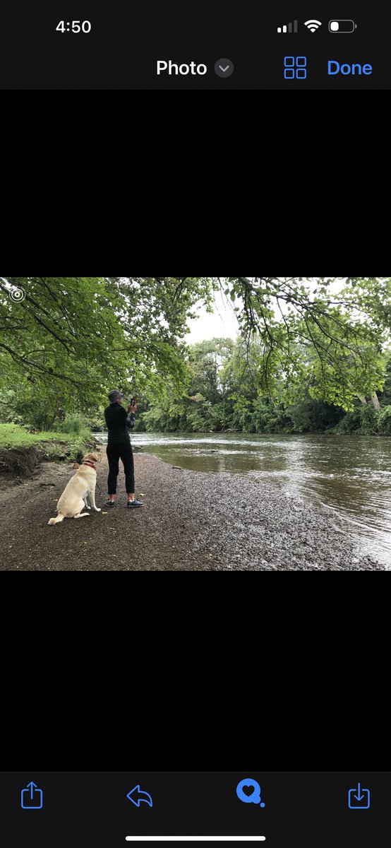 Was just thinking about Darcy, my service dog who provided me a huge amount of assistance as I had to relearn to negotiate the world around me after sustaining a moderately severe brain injury. Darcy saved me!  🦮🫶🏼⭐️ #ServiceDog #ServiceAnimal #unconditionalLOVE #PTSD #TBI