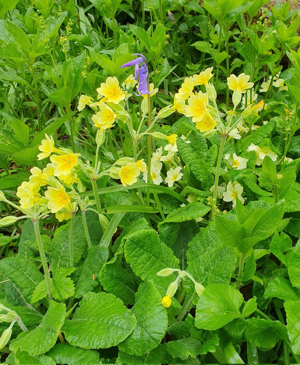 Bit late for @wildflower_hour & only 1 tiny Cowslip for #cowslipchallenge, but Primrose & the hybrid False Oxlip.