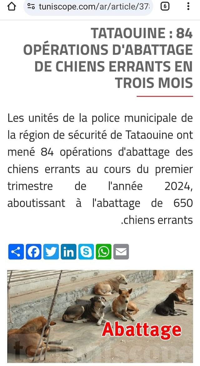 Une moyenne de 8 à 11 cas de morsures animales seraint enregistrées mensuellement... Suite à la pression des citoyens, il a été décidé ces campagnes d'abattages. Alors que ce sont des solutions cruelles et inefficaces ... des décennies où on persiste dans ces pratiques.