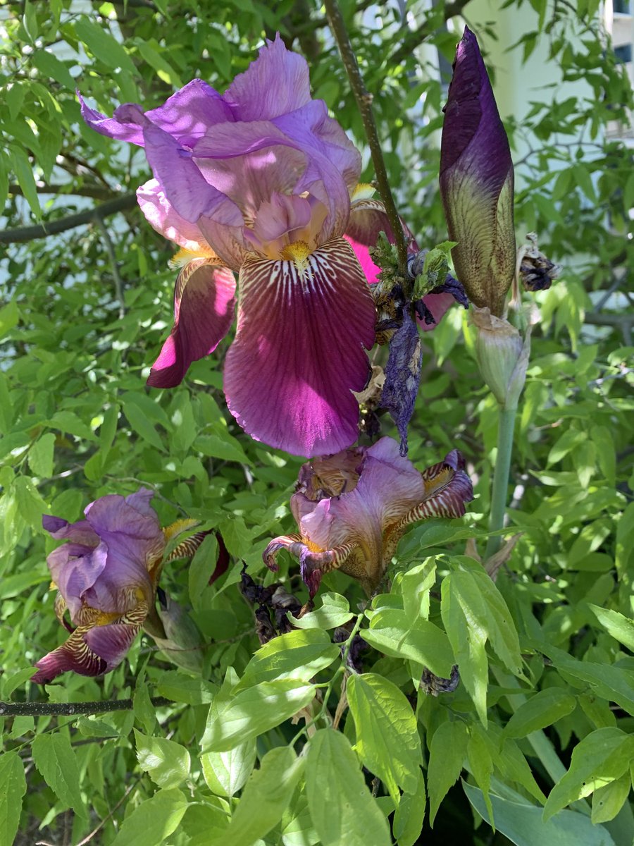 My bio-dad passed away in  April, 2019. He loved irises and the bulbs that birthed these blooms were some that he culled from his iris bed. So life and beauty continue.  Thanks, Dad💖💖💖💜💜💜