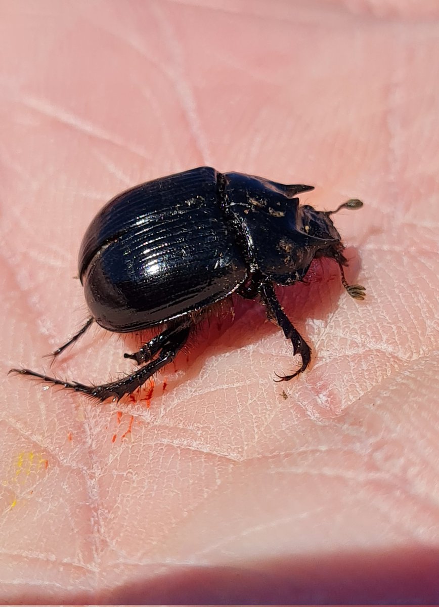 Skomer didn't disappoint today. Puffins galore, I'm in love with razorbills, but my star of the day was my second ever minotaur beetle. Bloody gorgeous 😍!!
Suppose some feathered pics will be posted tomorrow,  maybe a seal too. 😄
AND saw a moth, but out of reach 🤬🤬