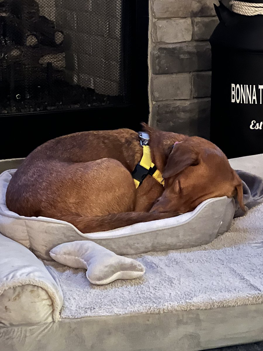 @percythebeagle I’d say it just perfect for a cozy snoozie. I too squeeze into a too small bed sometimes!