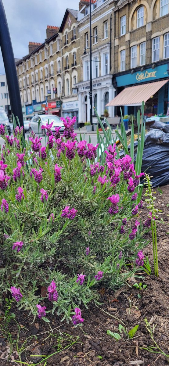 A great day in the Garden: dead headed the daffs, planted Cordylines and grasses before we add colourful annuals in May. @SydenhamTownCtr @LibrarySe26 @KirkdaleBooks We were well watered by Cobbs Corner Cafe & @TheGreyhoundSyd