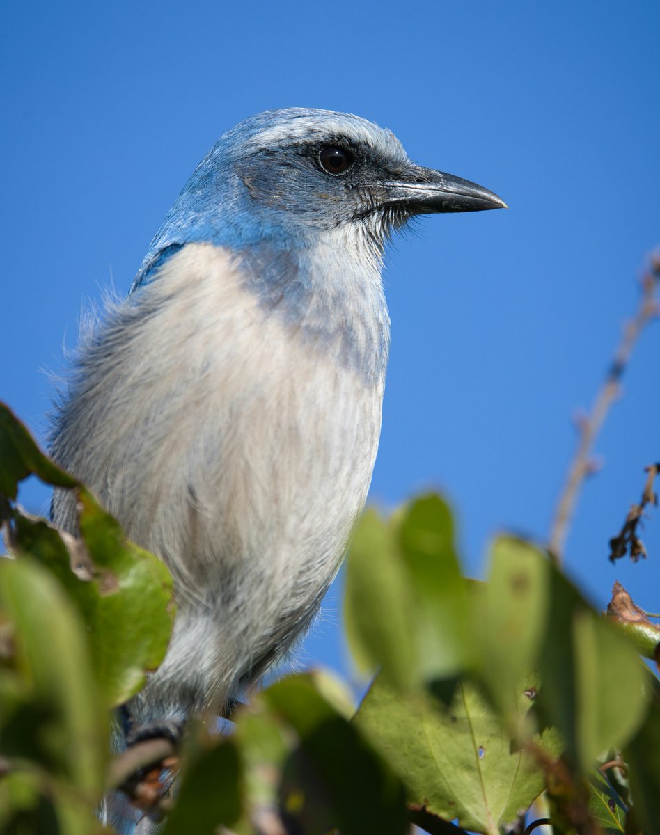 Florida Scrub Jay  - This stunning bird is Florida's only endemic species! Look for its bright blue wings & head in the state's scrublands. #Florida #birding #conservation