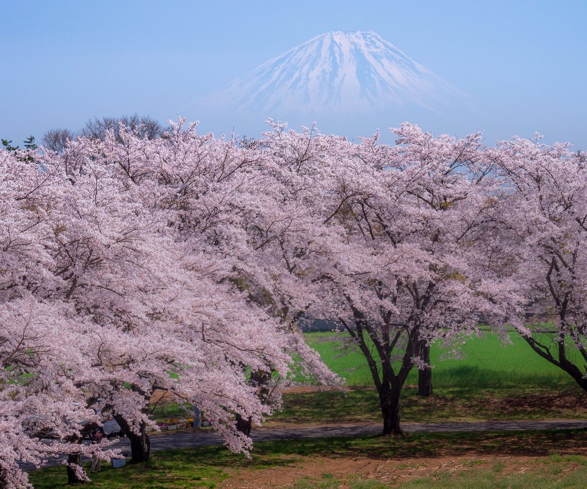 桜と春霞富士

北杜市にて以前撮影

#富士山 #桜
