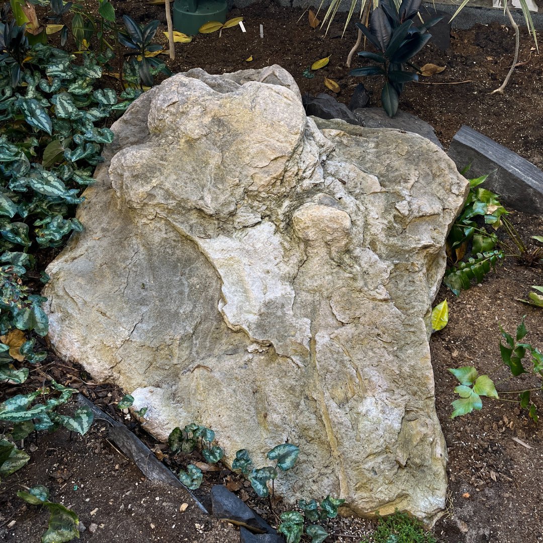 #DYK our Cretaceous Garden includes fossils? The plants growing in this exhibit are living relatives of vegetation that grew in Alberta during the Cretaceous Period. If you look closely, you’ll notice a hadrosaur footprint and some petrified wood among the plants.