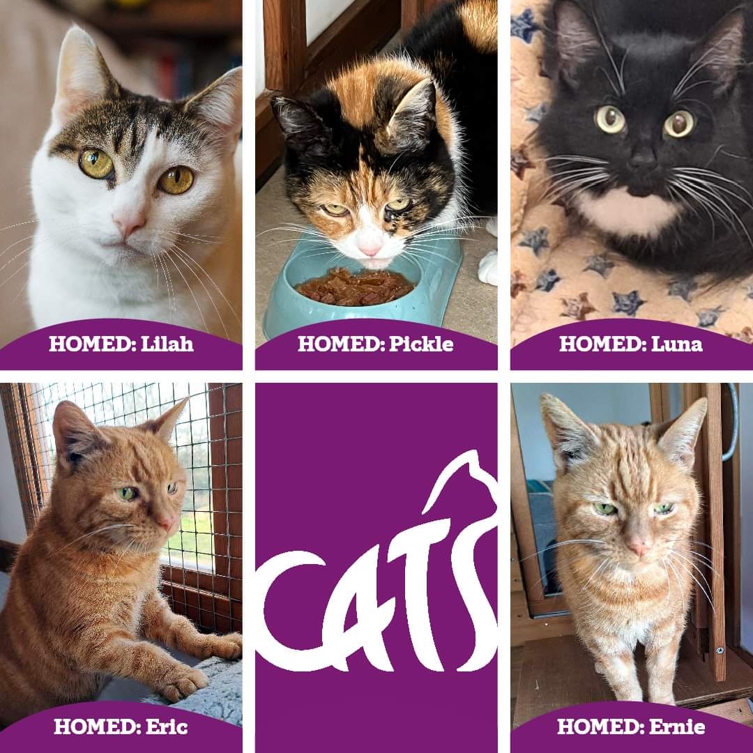 HOMED: we are pleased to announce the furry homings continue, with 5 lucky cats leaving our care this week🙂 That brings us to a total of 87 cats homed this year. Thank you to all of our amazing volunteers and our lovely adopters. We really couldn't do it without everyone of you