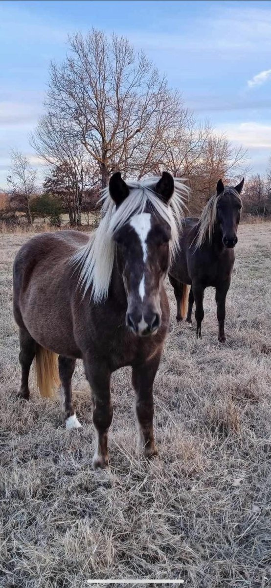 In our lives, we have leaders and followers. The same thing is in horses. Both have very important roles serving each other. Horses choose to follow a leader because it’s the safe, intelligent, and natural choice. Trust and faith are nearly synonymous. A lot of people believe…