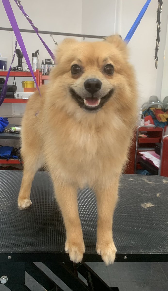 We love dogs tottenham ltd 42 Lordship Lane N17 8NS #londondogs #crouchend #allypallydogs #holloway  #finsburypark #manorhouse #hornsey #muswellhill #boundsgreen #southgate #hackney #chingford #dalston #tottenham #doggrooming #catgroomingnorthlondon