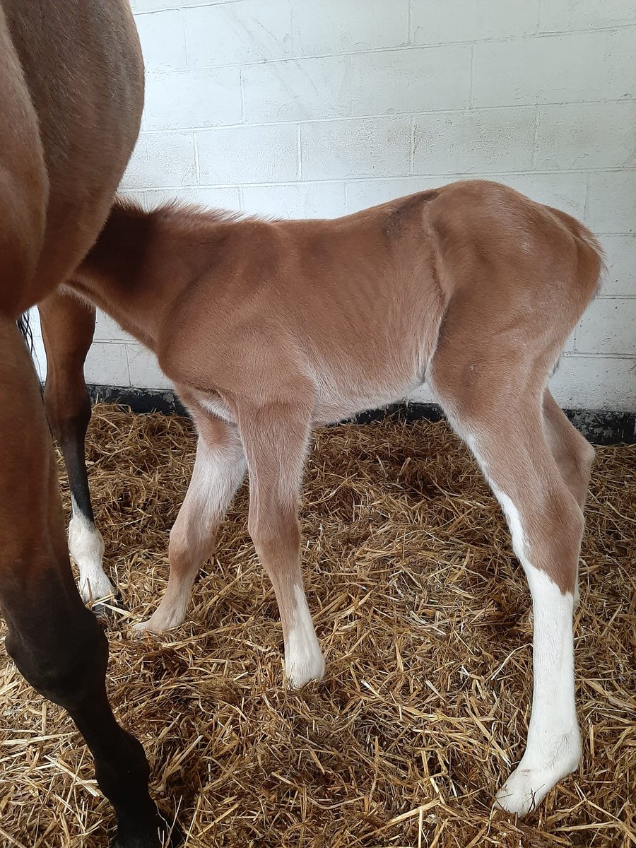 #ANYTHINGFORLOVE foaled at 12:10am - a big, strong, extremely striking and very friendly COLT. Sire is #Logician. Both are doing great and we're very pleased with him @shadeoakstud @rpbloodstock @bloodstocknews @Foxtrot_Racing @jamiesnowden