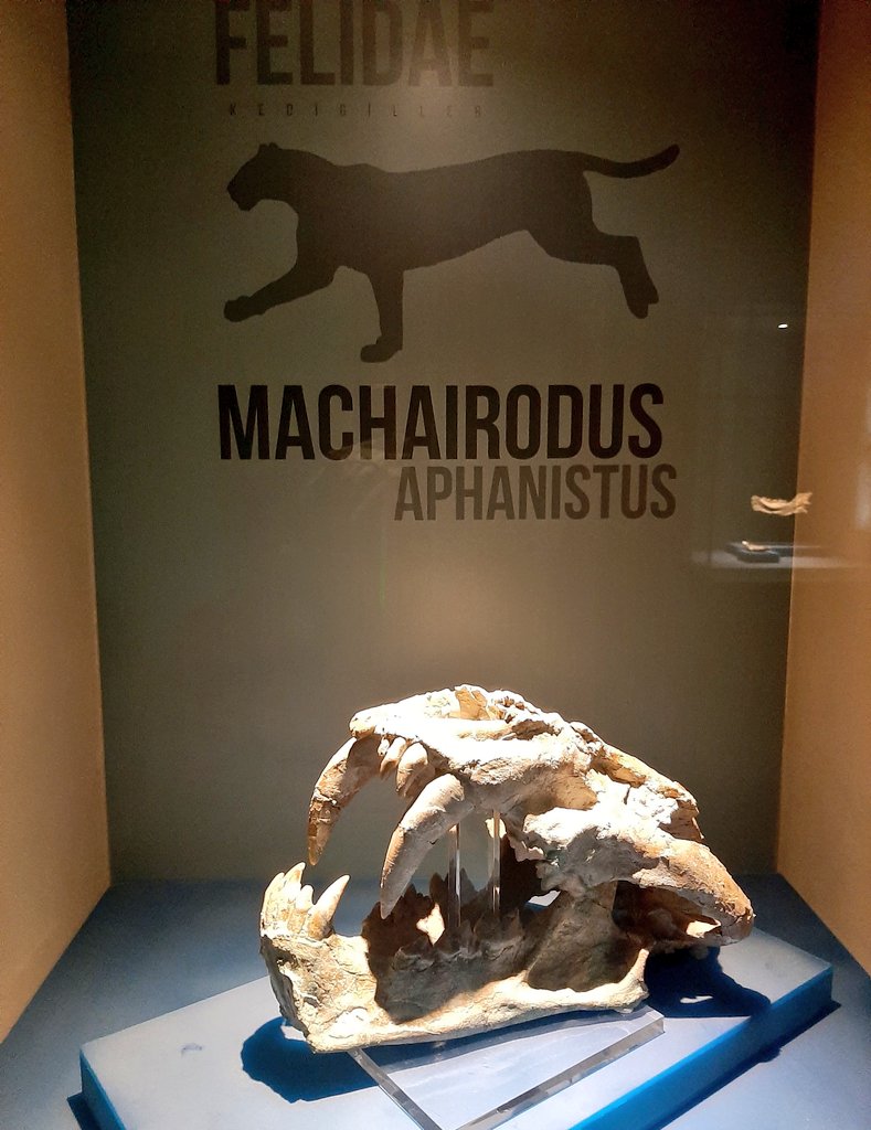 Bugün Çankırı müzesinde bunu gördüm. Kılıç dişli kaplan fosili Çankırı merkez yakınlarındaki Çorakyerler kazılarında çıkmış, 8.5 milyon yıl hesaplanan yaşı.