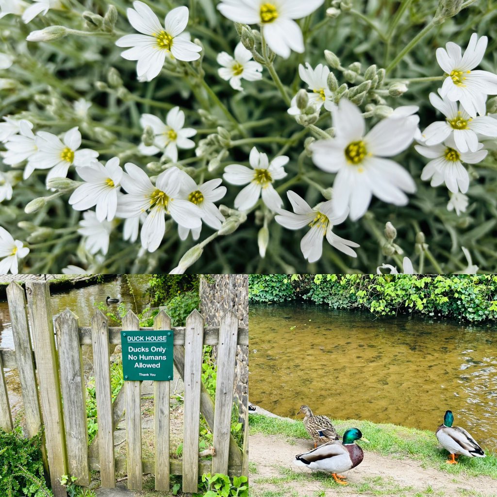 Cara_Farran's tweet image. Gorg 15-mile hike, starting in #Guilford, going through the #NorthDownsWay, finishing in #Dorking 😌💁🏼‍♀️🥾