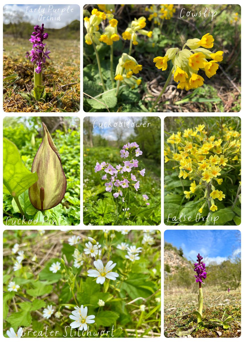 botany_beck's tweet photo. A gorgeous day for exploring Llanymynech Rocks. Lots of beautiful wildflowers to admire, from Early Purple Orchids, stately Cuckoo Pints, swathes of Greater Stitchwort and so many Cowslips &amp; Primroses, their love child, the False Oxlip could also be found! #wildflowerhour https://t.co/lr88e2S0BI